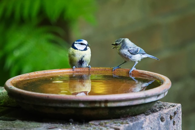 conversation talk bird blue couple communication bath explain nature listen listening dialogue talking comment juvenile speaking discussion opinions drink wash dispute meeting green meeting green birds green community green communication green talk green talking green conversation green conference